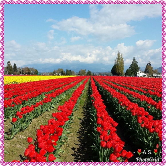 ๐ท๐ท๐ท Meet your Posher ๐ท๐ท๐ท - Picture 1 of 8